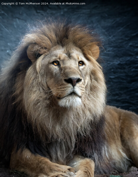 Lion Portrait Picture Board by Tom McPherson