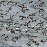 Buy canvas prints of Purple Sandpipers by Tom McPherson