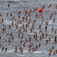 Buy canvas prints of A flock of Purple Sandpipers by Tom McPherson