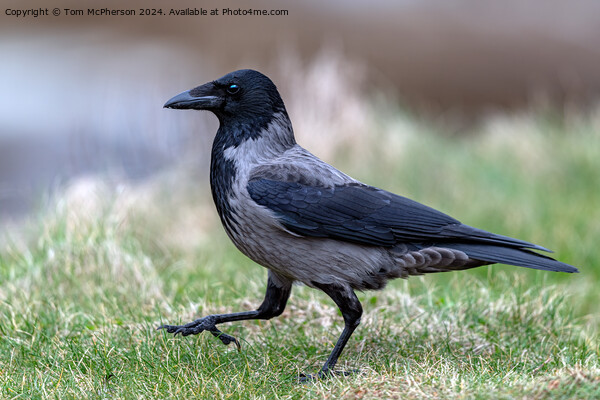 Hooded Crow Picture Board by Tom McPherson