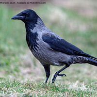 Buy canvas prints of Hooded Crow by Tom McPherson