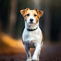 Buy canvas prints of Jack Russell Terrier  by Tom McPherson
