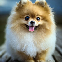 Buy canvas prints of The Pomeranian by Tom McPherson