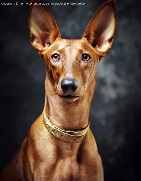 The Pharaoh Hound Picture Board by Tom McPherson