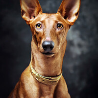 Buy canvas prints of The Pharaoh Hound by Tom McPherson