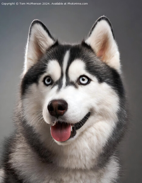 Siberian Husky Picture Board by Tom McPherson