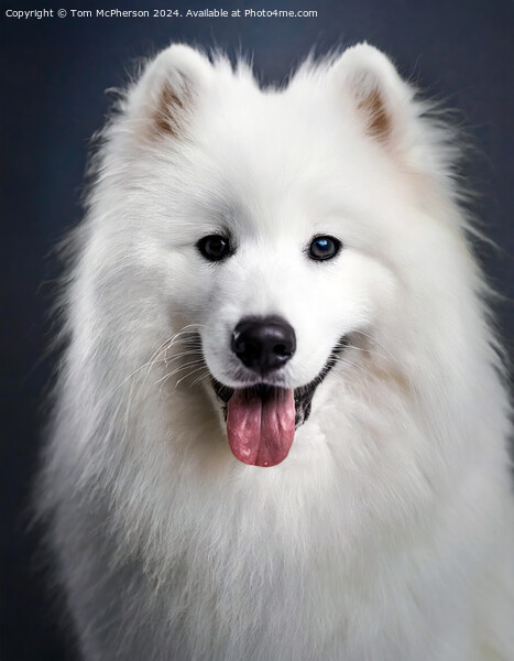 Samoyed  Picture Board by Tom McPherson