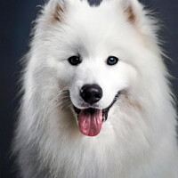 Buy canvas prints of Samoyed  by Tom McPherson