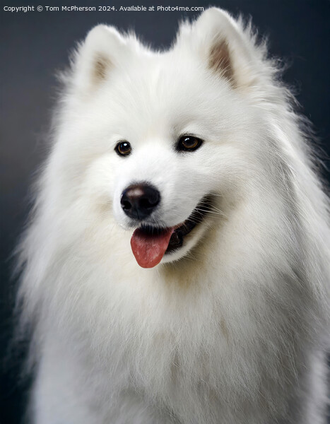 Samoyed  Picture Board by Tom McPherson