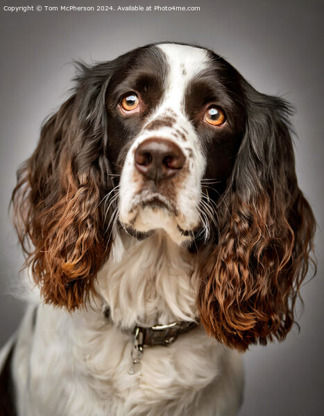 English Springer Spaniel Picture Board by Tom McPherson