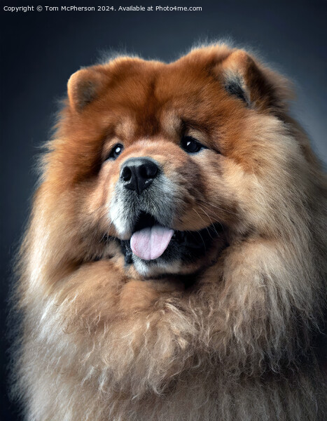 Chow Chow  Picture Board by Tom McPherson