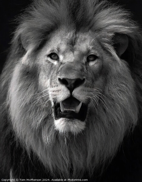 Lion (a black and white portrait) Picture Board by Tom McPherson