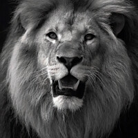 Buy canvas prints of Lion (a black and white portrait) by Tom McPherson