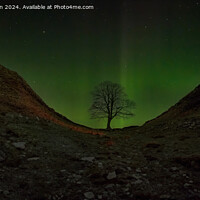 Buy canvas prints of Aurora at the Sycamore Gap tree  by Tom McPherson