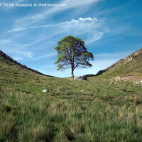 Buy canvas prints of The Sycamore Gap tree  by Tom McPherson