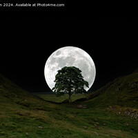 Buy canvas prints of The moon and the Sycamore Gap tree  by Tom McPherson