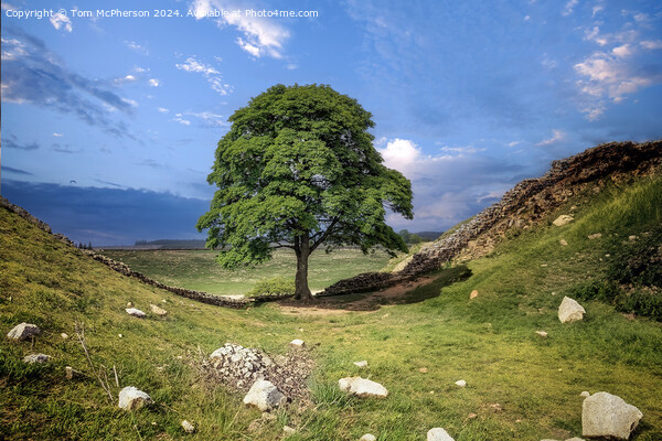 The Sycamore Gap tree  Picture Board by Tom McPherson