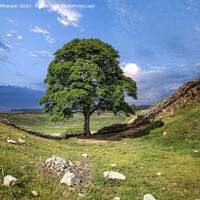 Buy canvas prints of The Sycamore Gap tree  by Tom McPherson