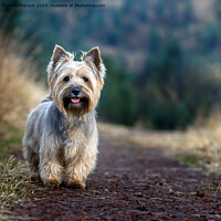 Buy canvas prints of Cairn Terrier by Tom McPherson