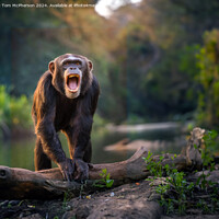 Buy canvas prints of The chimpanzee by Tom McPherson