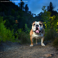 Buy canvas prints of Bulldog by Tom McPherson