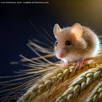Buy canvas prints of Harvest Mouse   by Tom McPherson