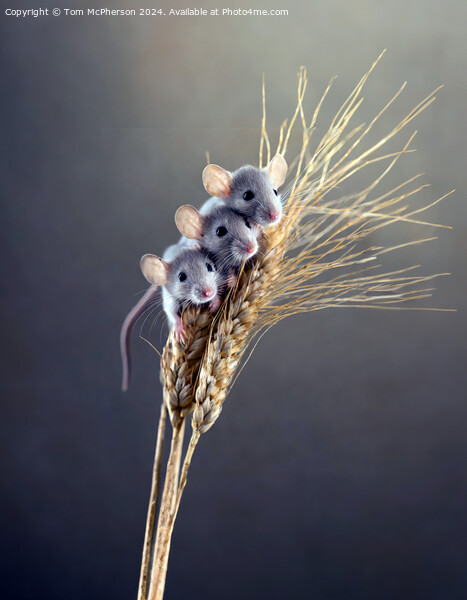 Harvest Mouse   Picture Board by Tom McPherson