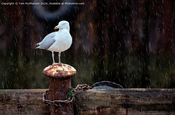 Seagull in the Rain Picture Board by Tom McPherson