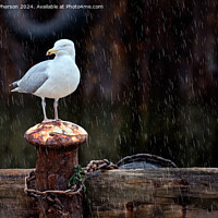 Buy canvas prints of Seagull in the Rain by Tom McPherson