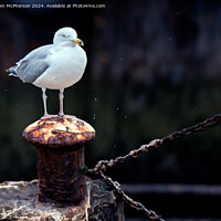 Buy canvas prints of Seagull in the Rain by Tom McPherson