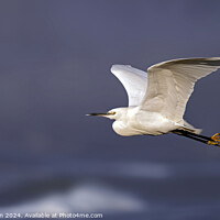 Buy canvas prints of Little Egret in Flight by Tom McPherson