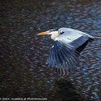 Buy canvas prints of The grey heron in Flight by Tom McPherson