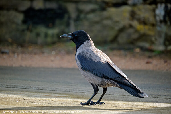 Hooded Crow Picture Board by Tom McPherson