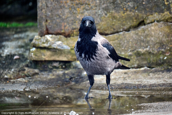 Hooded Crow Picture Board by Tom McPherson