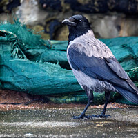 Buy canvas prints of Hooded Crow by Tom McPherson