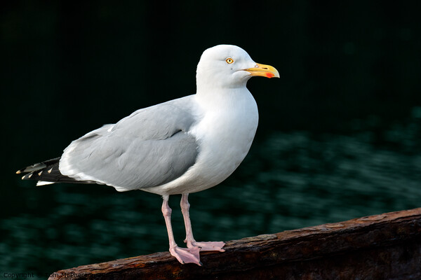Herring Gull Picture Board by Tom McPherson