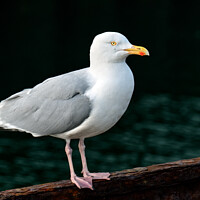 Buy canvas prints of Herring Gull by Tom McPherson
