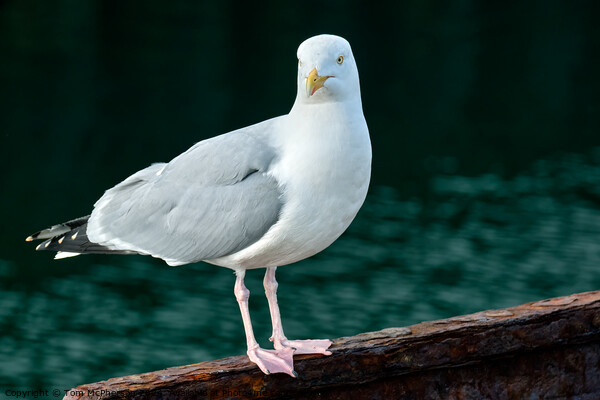 Herring Gull Picture Board by Tom McPherson