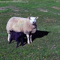 Buy canvas prints of Sheep by Tom McPherson