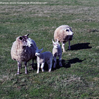 Buy canvas prints of Sheep by Tom McPherson