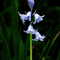 Buy canvas prints of Bluebells by Tom McPherson