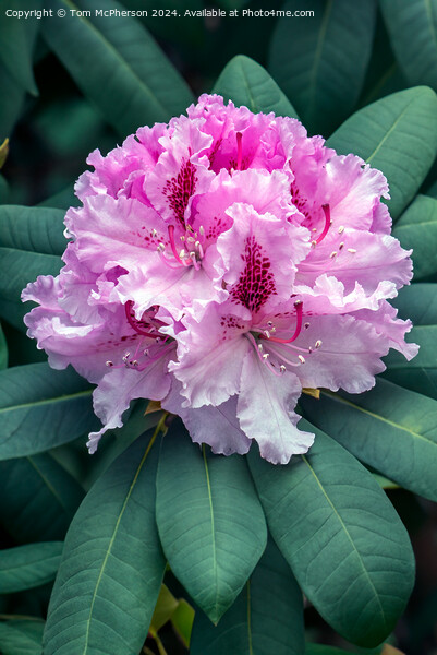 The Rhododendron Picture Board by Tom McPherson