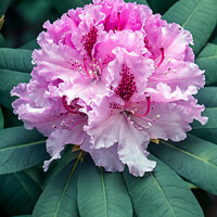 Buy canvas prints of The Rhododendron by Tom McPherson