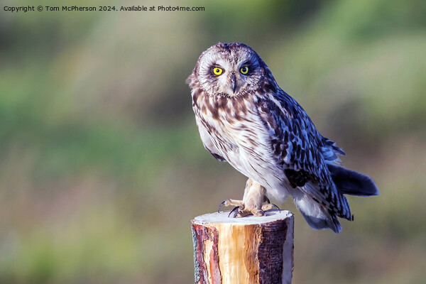 short-eared owl Picture Board by Tom McPherson