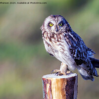 Buy canvas prints of short-eared owl by Tom McPherson