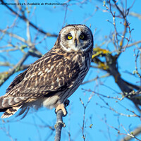 Buy canvas prints of short-eared owl by Tom McPherson