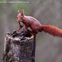 Buy canvas prints of The red squirrel by Tom McPherson