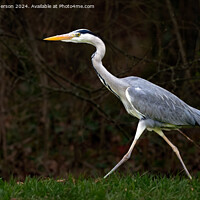 Buy canvas prints of The grey heron  by Tom McPherson