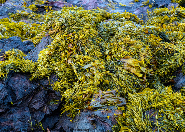 Seaweed Picture Board by Tom McPherson