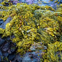 Buy canvas prints of Seaweed by Tom McPherson